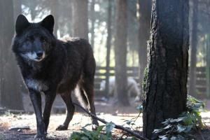 Le refuge des loups